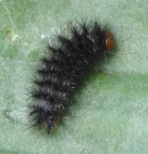 Réf. 191 370 : Melitaea cinxia